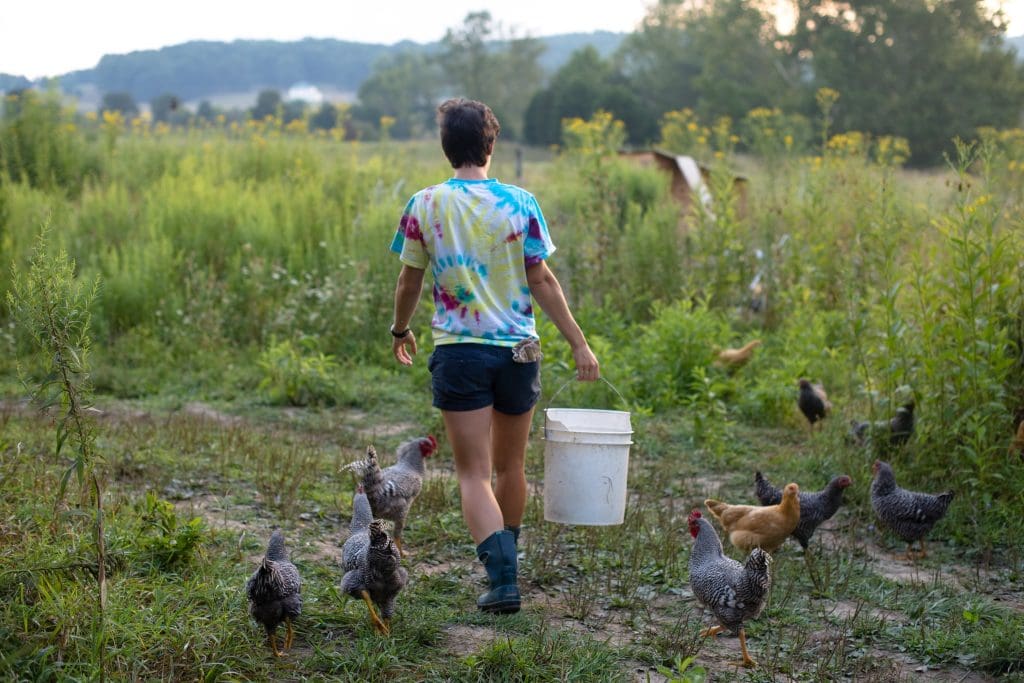 Female farmer holding bucket walking among chickens